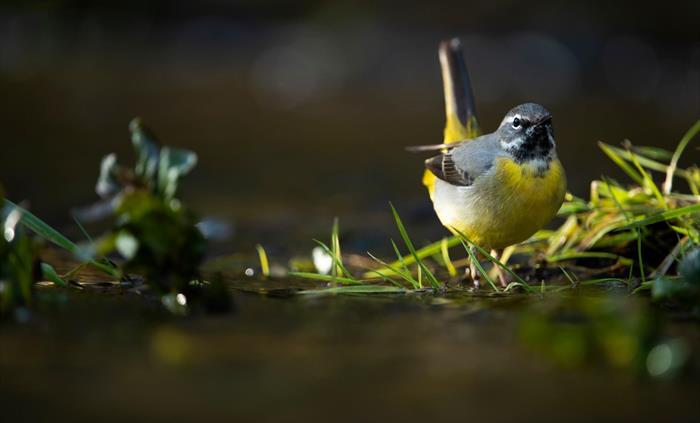 Grey Wagtail - Image Credit: Ben Andrew